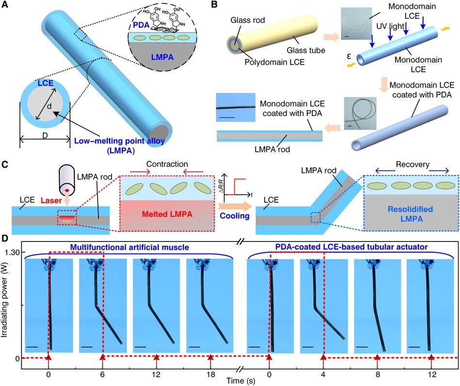 #Self-sensing artificial muscle-based on liquid crystal elastomer and low-melting point alloys