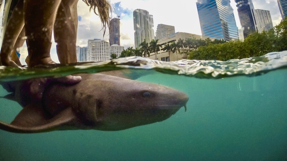 #Sharks may be closer to the city than you think, new study finds
