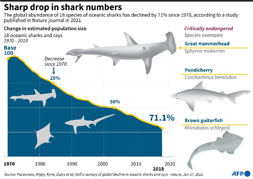 Phishing: 100x fewer victims than shark fishing - Surfshark