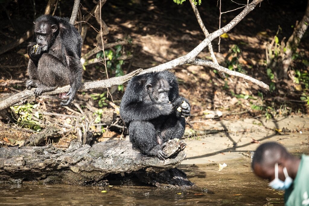 #After life of trauma, Liberian lab chimps settle into retirement