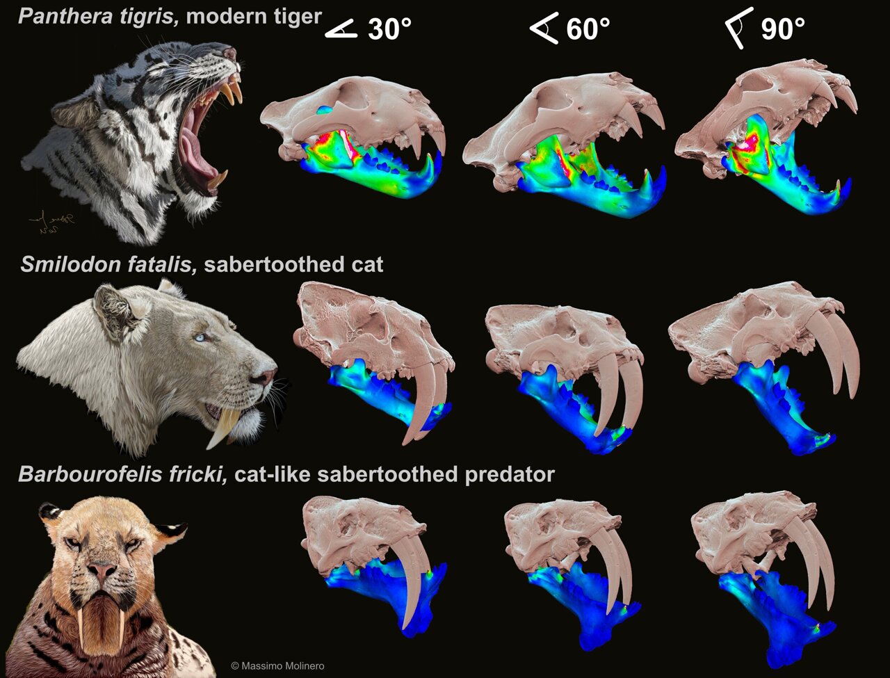 How did Smilodon bite?