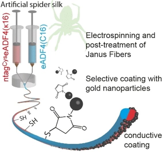 Spider silk Janus fibers may entice nerve cells and stimulate their development