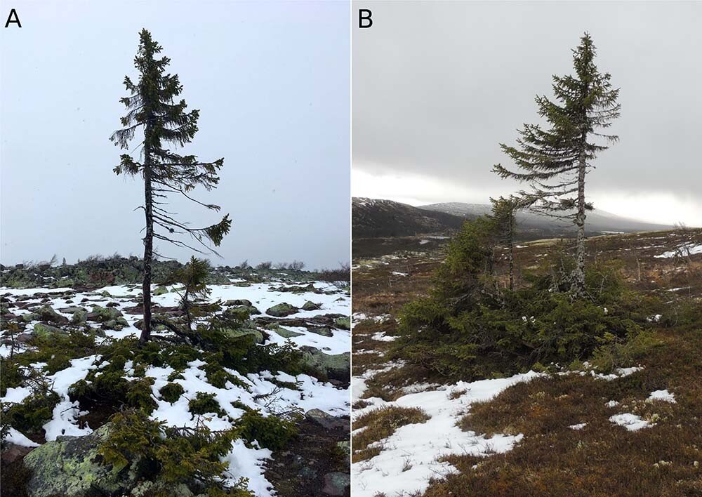 Spruce trees' reconquest of Sweden after the last Ice Age took 10,000 years