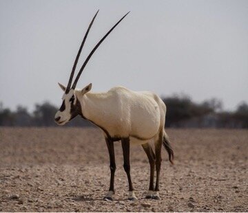 Staying alive, Arabian oryx style: Gulf region cultural icon gets another  chance at survival