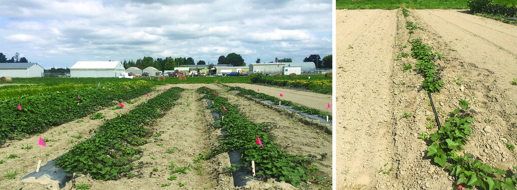 photo of Steps for successfully growing sweet potatoes in Washington image