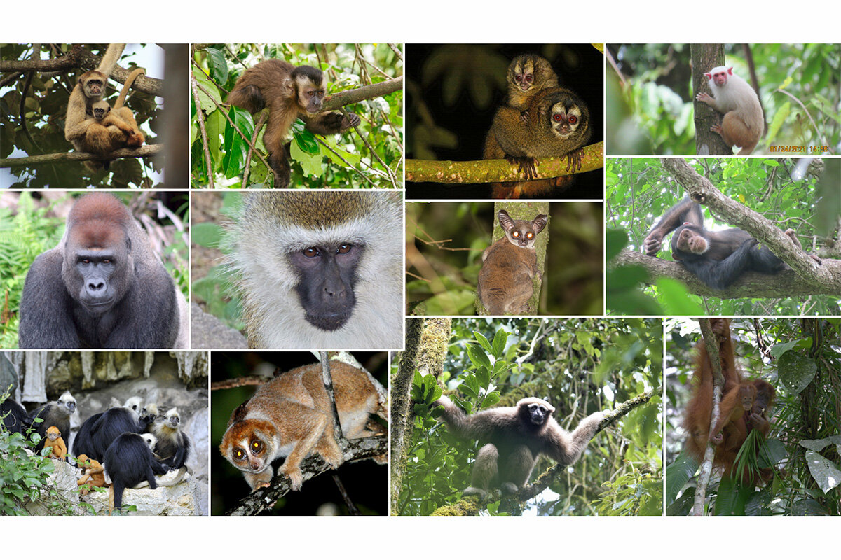 Study links protecting Indigenous peoples' lands to greater nonhuman primate biodiversity