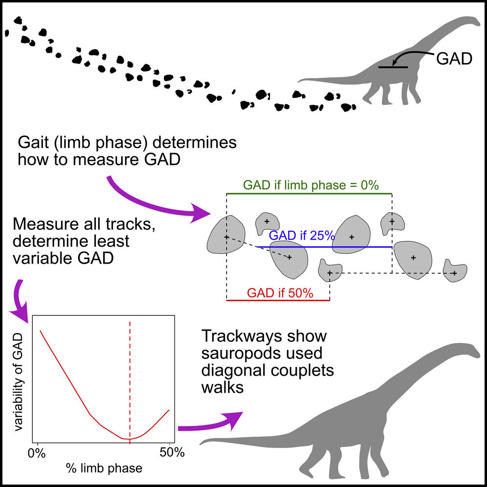 Die Untersuchung von Sauropodenspuren zeigt, dass Dinosaurier einen anderen Gang hatten als alle heute lebenden Kreaturen