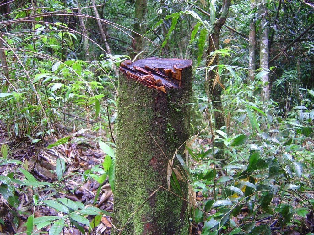 Study quantifies impact of human activity on Atlantic Rainforest's