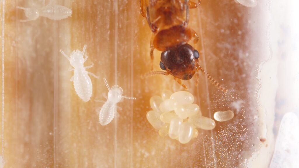 Study: Termite queen and king are the best parents in the world