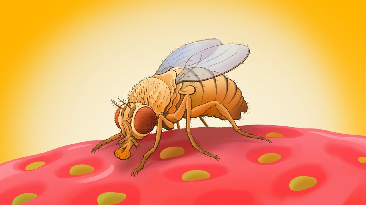 STEM Fruit Fly Trap