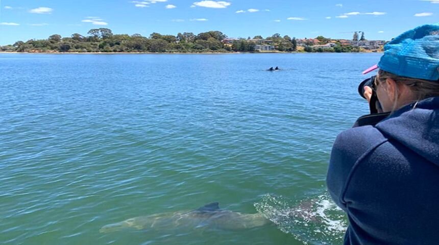 Los delfines del río Swan forman un «bromance» para proteger a las hembras, según un estudio