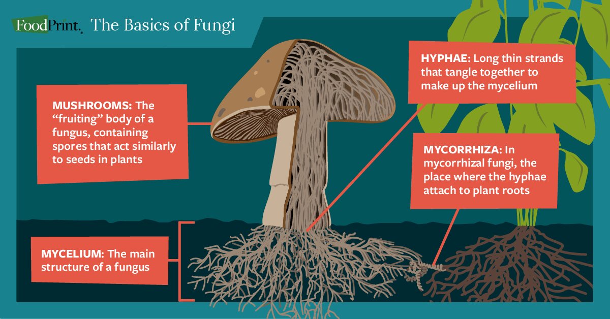 What's Mycelium? The Unbelievable Story of Fungi's Underground