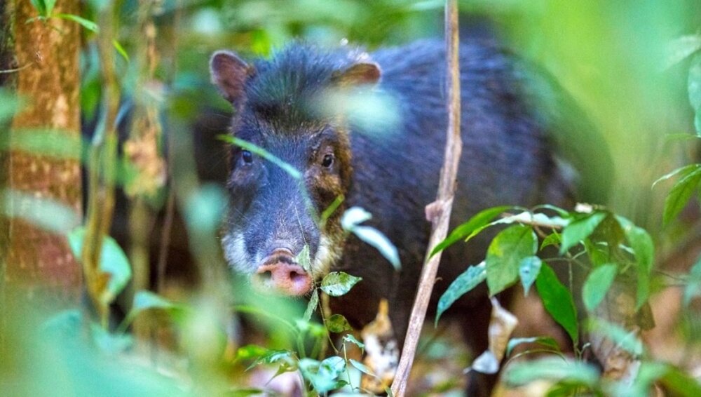 Tapirs and large peccaries are key to ecological balance in Neotropical forests, study shows