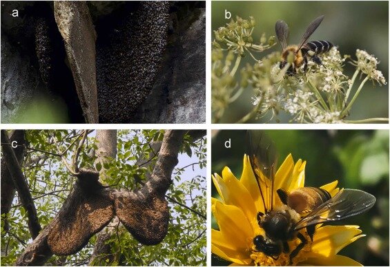#Temperature contributes most to geographical distribution of two giant honeybees
