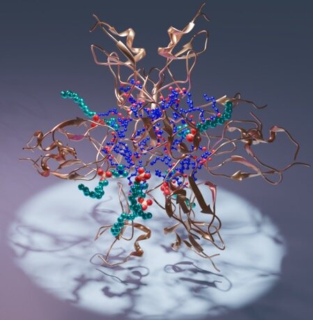 phys.org - Olga Kuchment - New protein structures to aid rational drug design