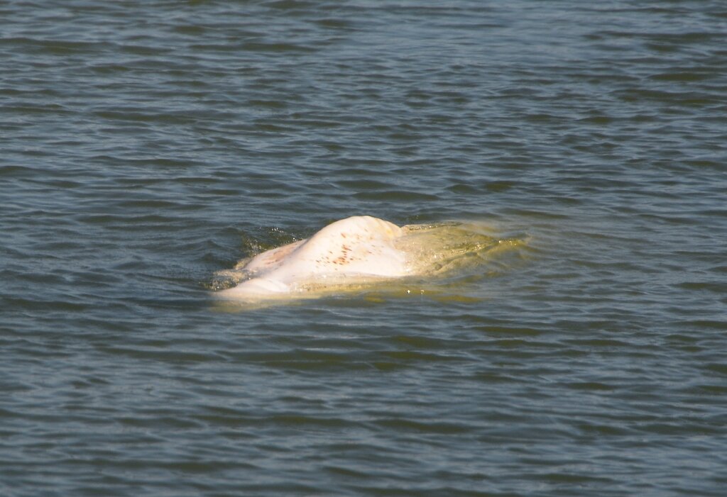 #France to give vitamins to beluga stranded in the Seine