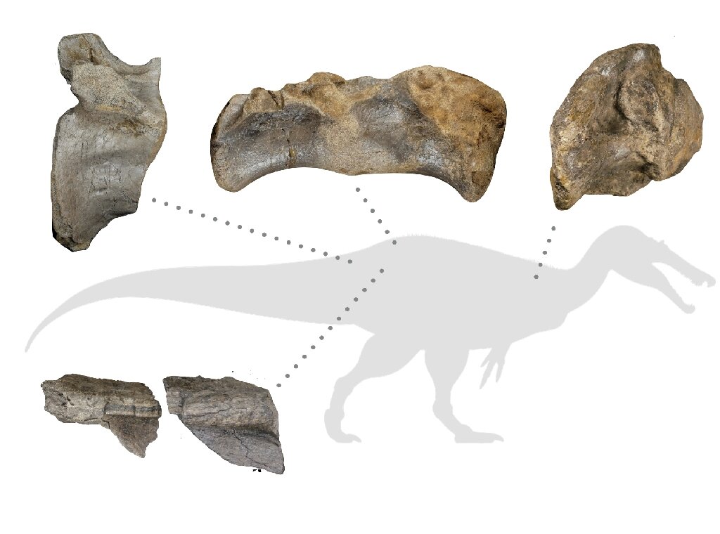Europe S Largest Predatory Dinosaur Found By Uk Fossil Hunter