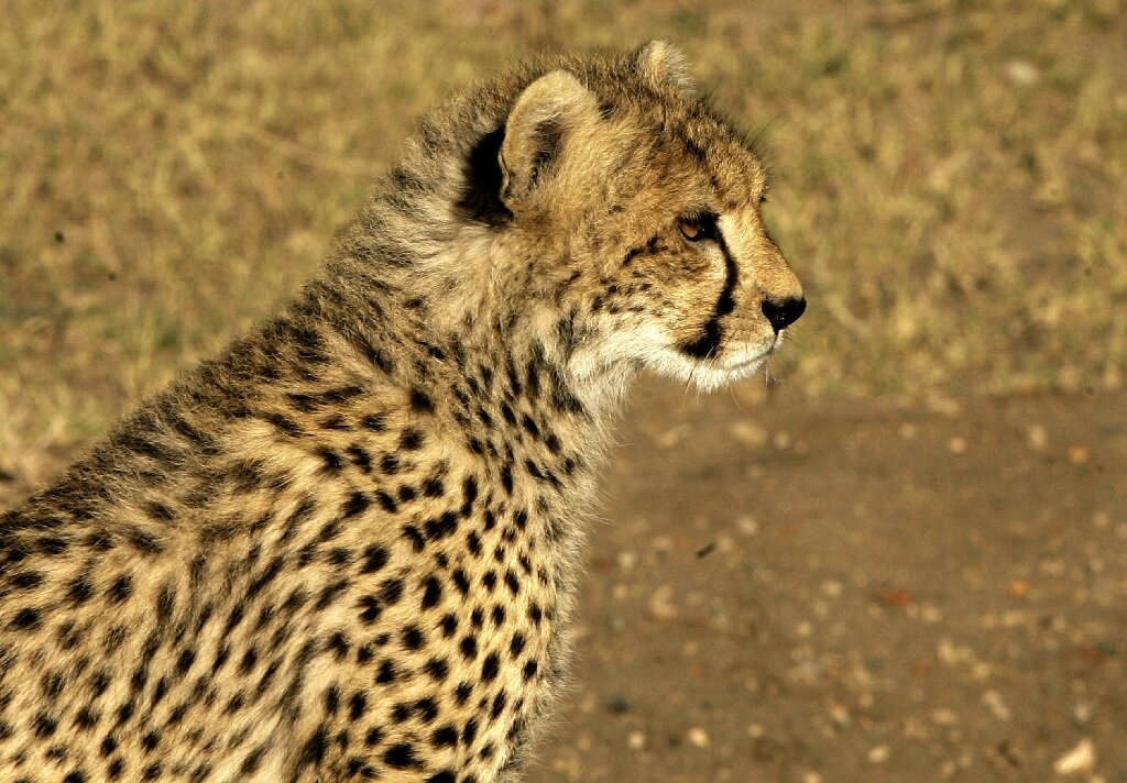 African cheetahs to be spotted soon in India thanks to Namibia deal