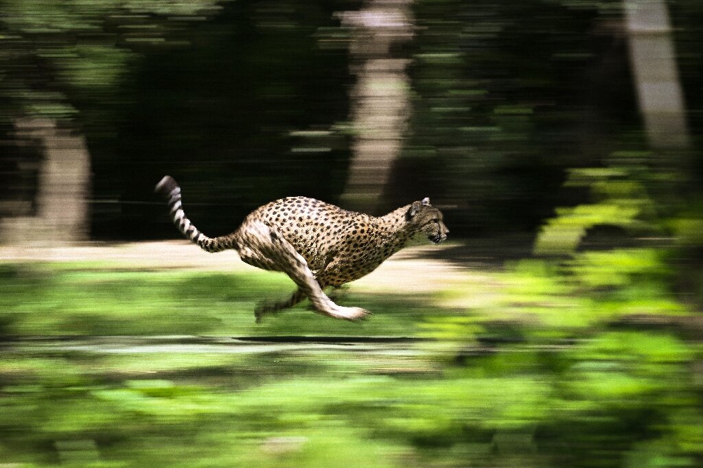 India welcomes back cheetahs, 70 years after local extinction