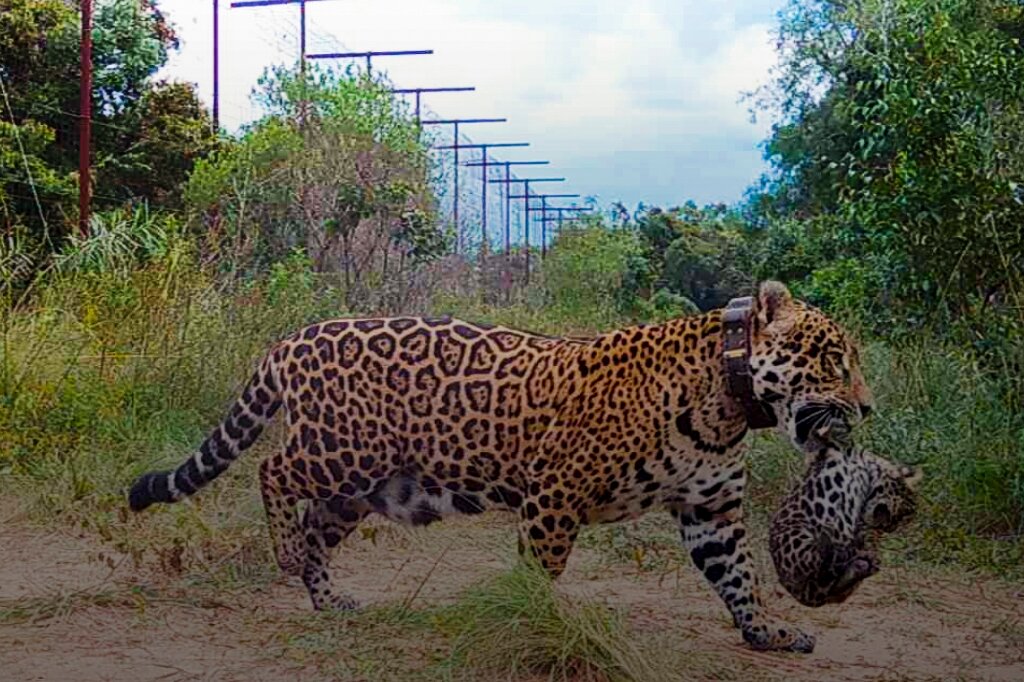 Nace primer jaguar salvaje en parque nacional argentino en 70 años
