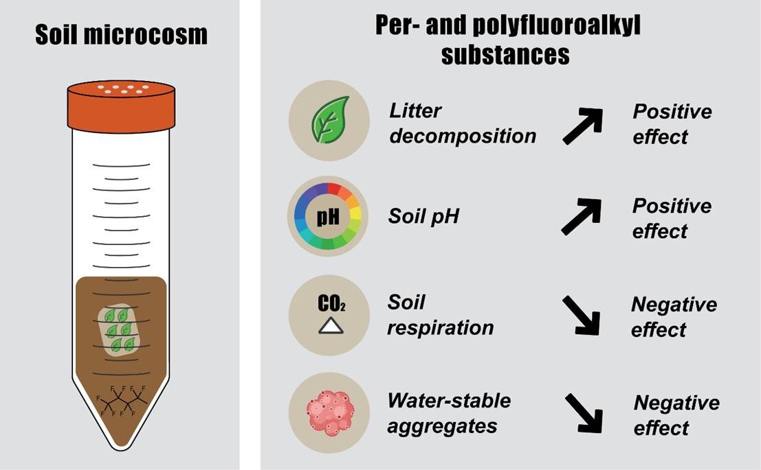Examining the effects of PFAS 'forever chemicals' on soil structure and  function