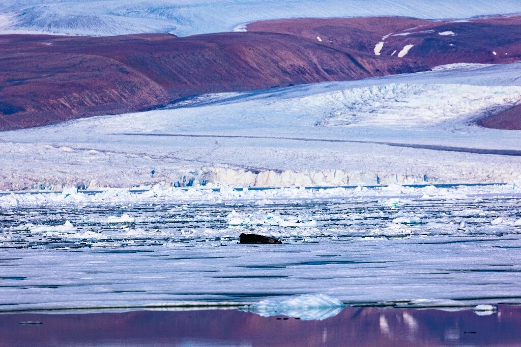Studie: dunner wordende ijskap van Groenland kan zeespiegelstijging betekenen