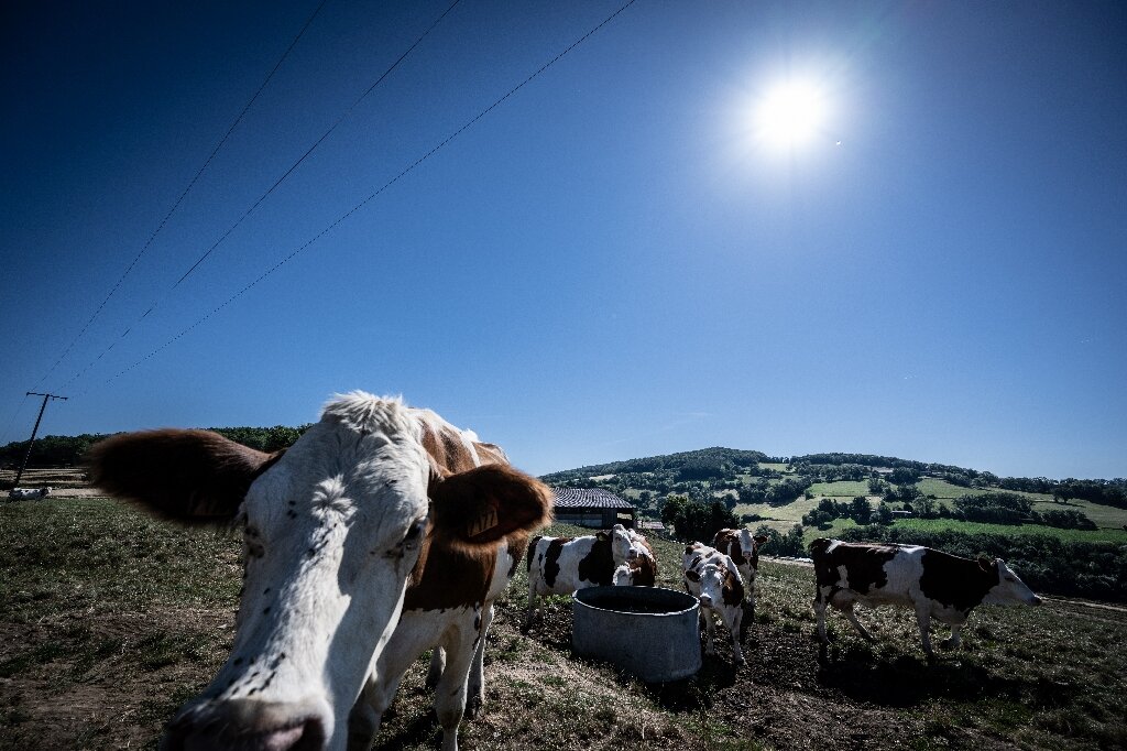 Les fermes françaises utilisent d’énormes ventilateurs pour garder les vaches laitières au frais