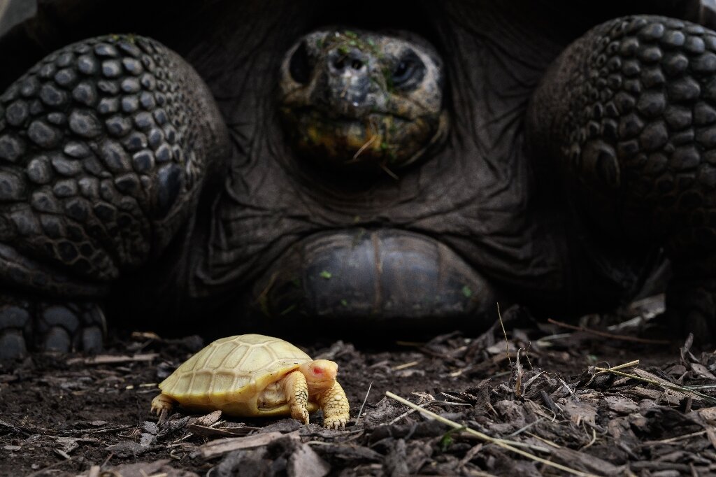 #Rare albino Galapagos giant tortoise born in Swiss zoo