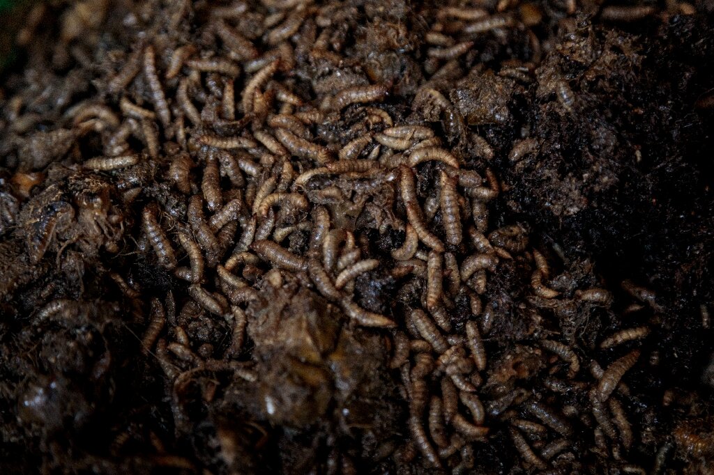 The hungry bugs fighting Uganda's fertiliser crisis
