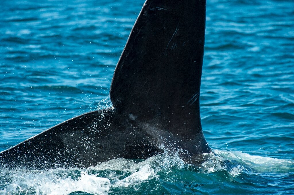 #Endangered North Atlantic right whales make a stand in Cape Cod