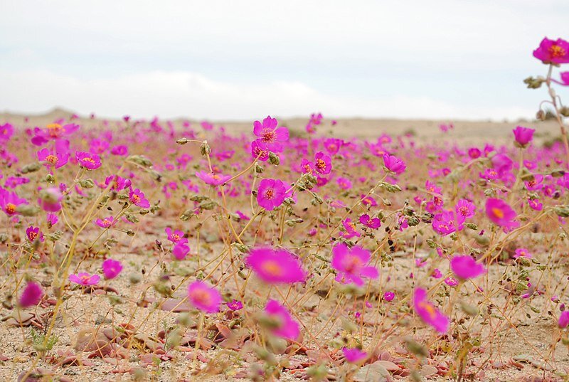 #The secret behind spectacular blooms in world’s driest desert