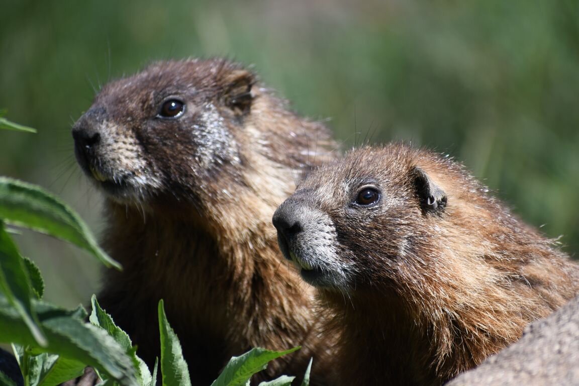The secret to longevity? Ask a yellow-bellied marmot