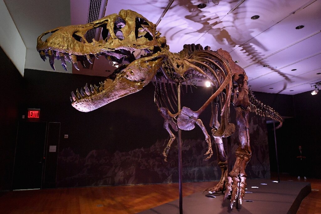 T-Rex by PaulCamell713 #artesanatocriativo #artinspiration #museum