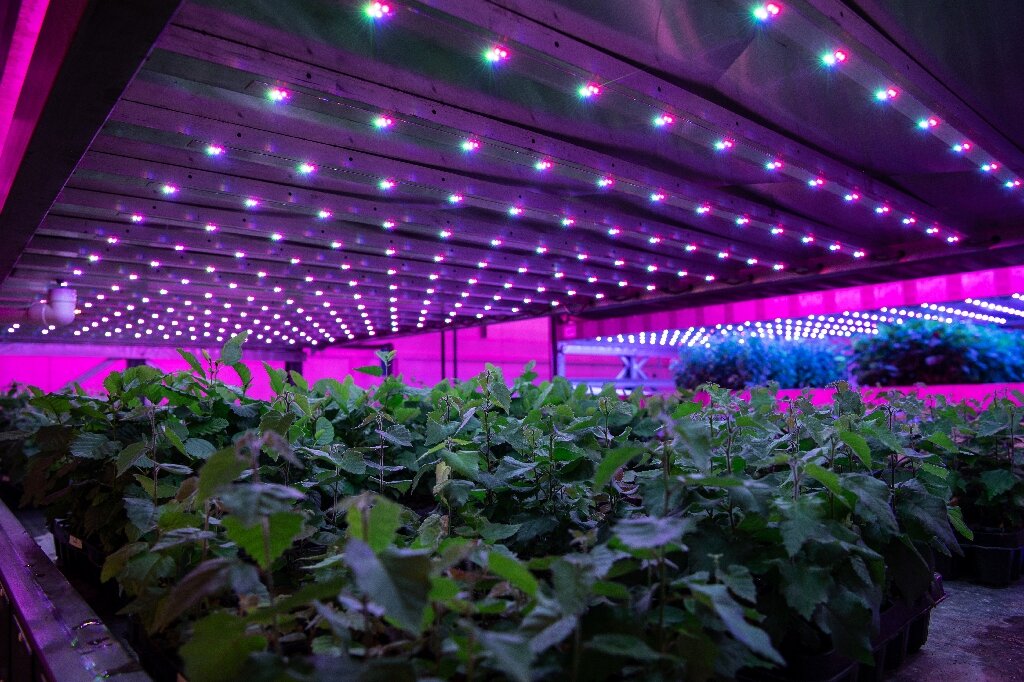 #LED tech boosts saplings, hopes for UK net zero bid