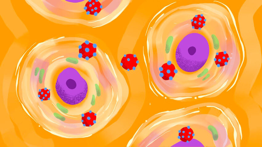 The unique way this virus sneaks into a cell's nucleus could advance the study o..