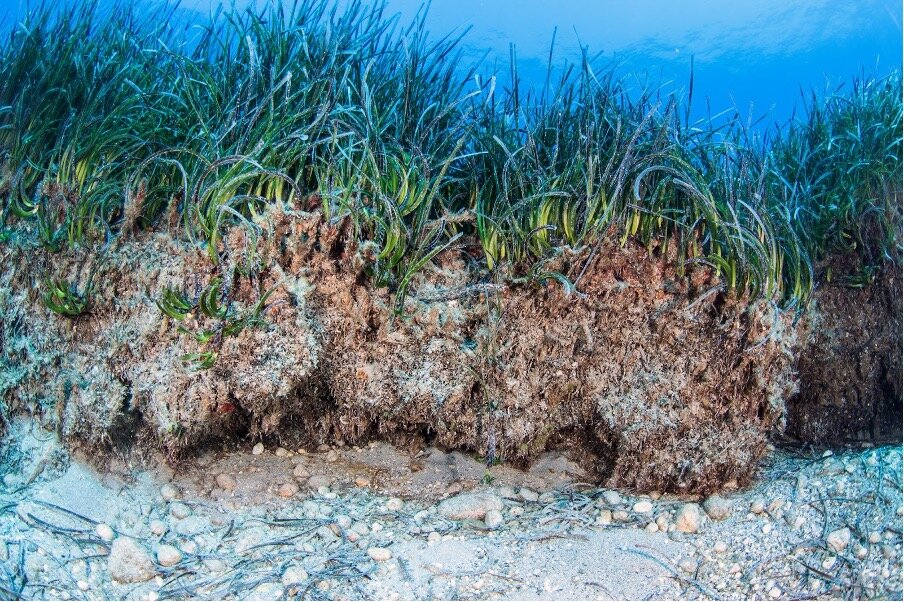 photo of The value of seagrass to the planet's future is far greater than appreciated image