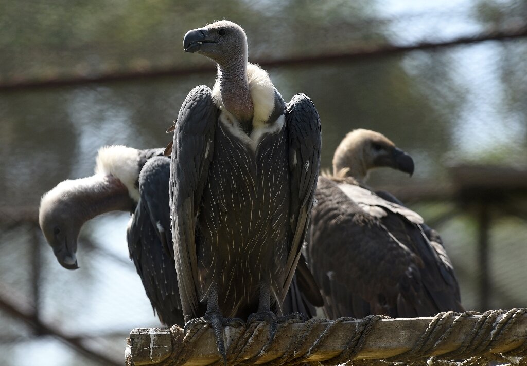 Preventing the Killing of Critically Endangered Vultures in West African  Countries - IUCN SOS