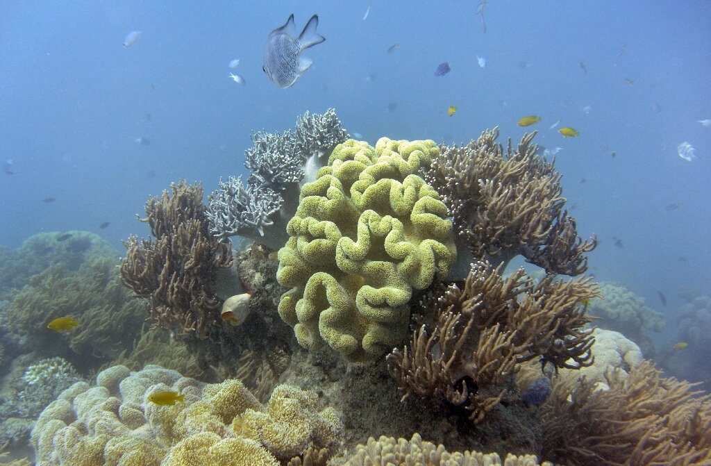 Great Barrier Reef suffers 'widespread' bleaching event