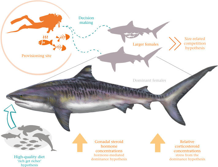 TIGER SHARK definição e significado