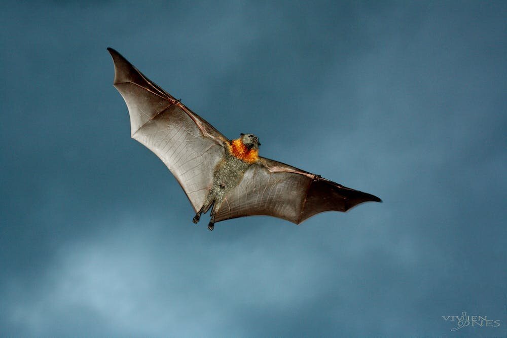 To stop new viruses jumping across to humans, we must protect and restore bat habitat