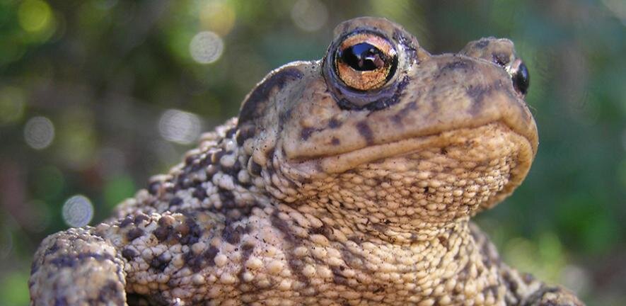 Toads shock scientists by climbing trees in Uk woodlands