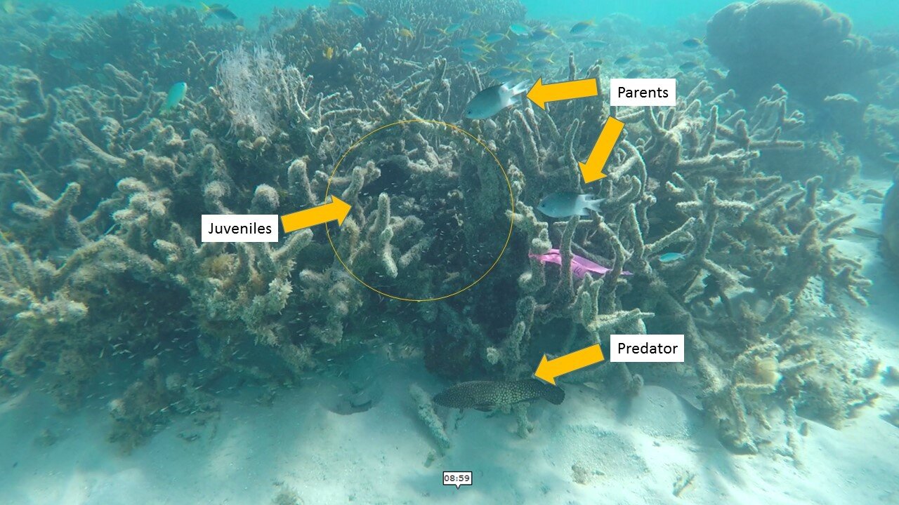 'Traffic calming' boosts breeding on coral reefs