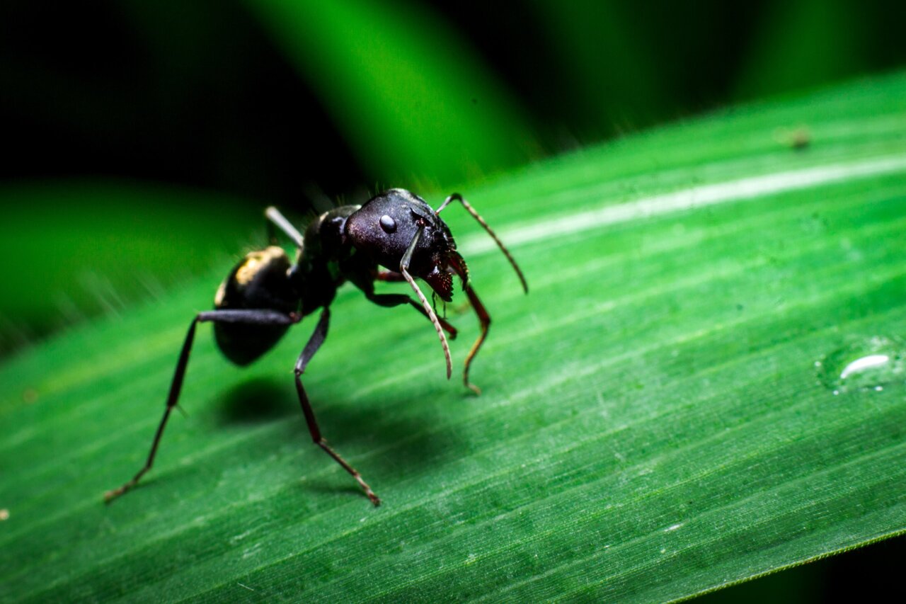 The Best Ant Traps for Your Kitchen — Useful Roots