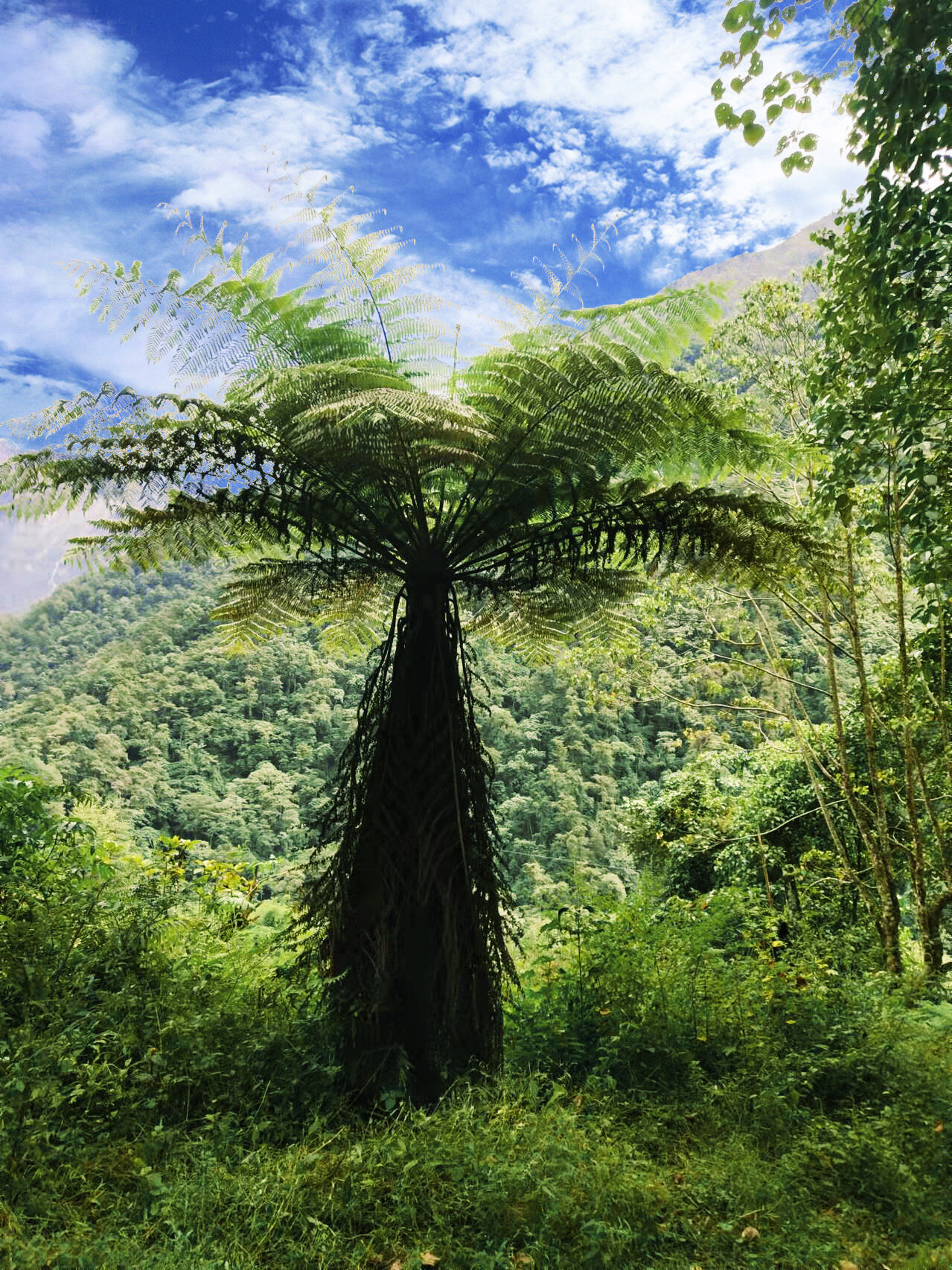 Tree fern genome provides insights into its evolution