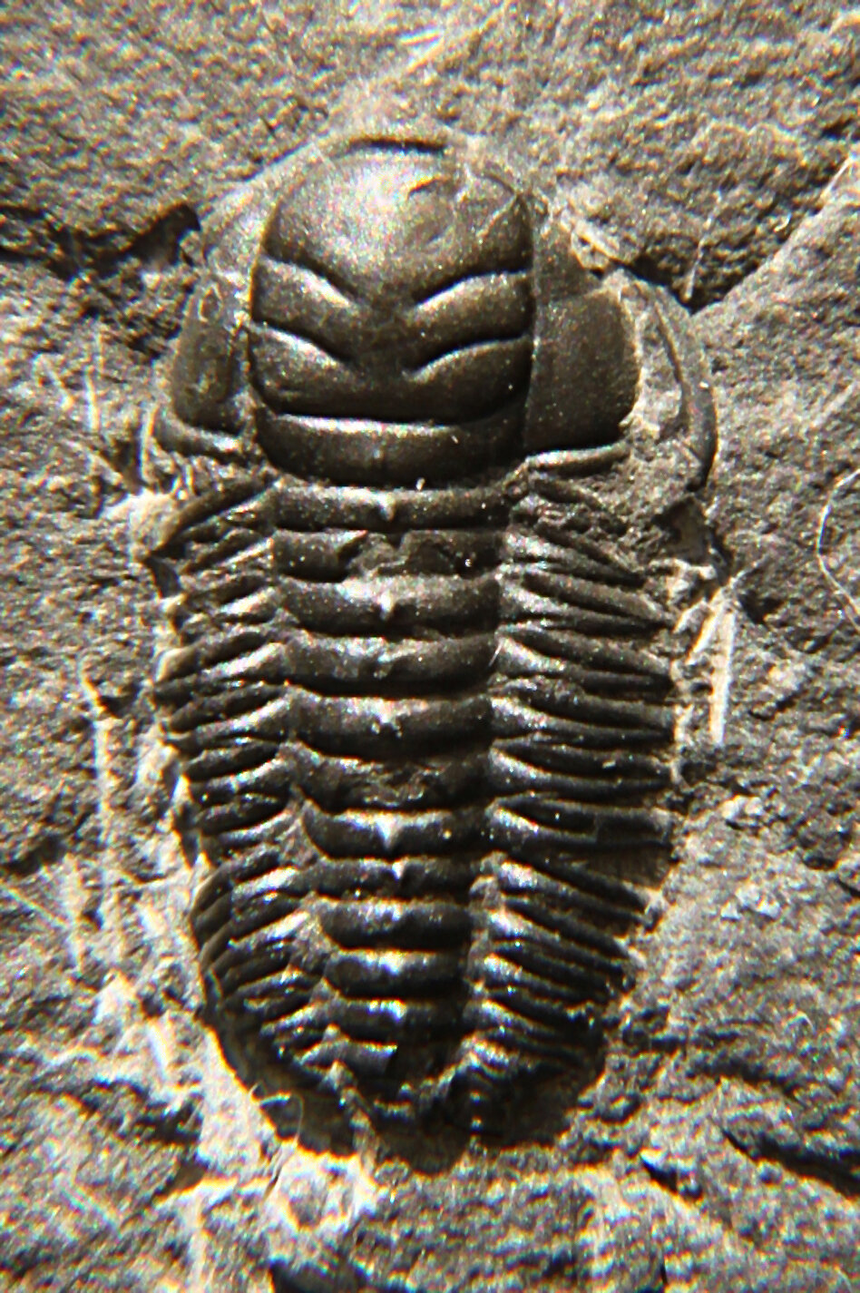 Trilobites' growth may have resembled that of modern marine crustaceans