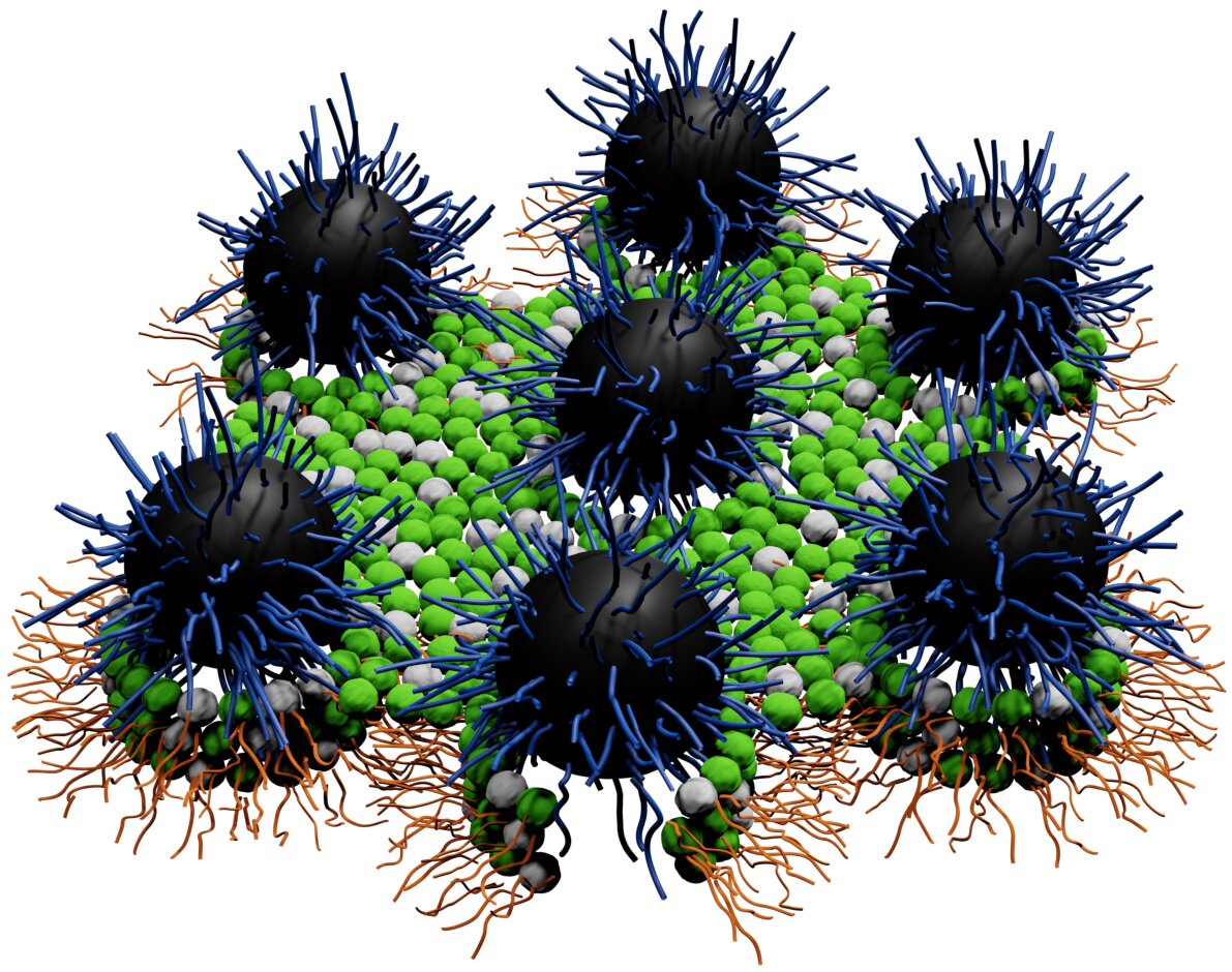 Searching for a hydrophilic nanoparticle resolution to antibiotic resistance