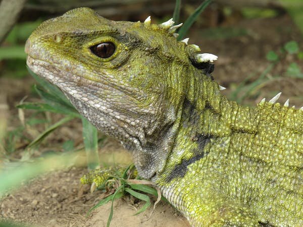 Tuatara are returning to the mainland, but feeding the hungry reptiles could be more difficult than expected