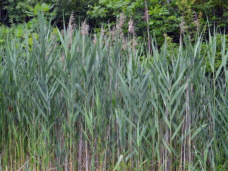 Study uncovers mystery of the invasive common reed