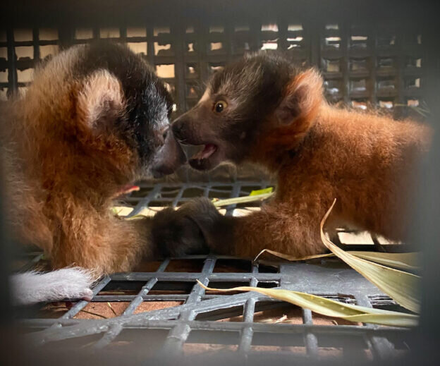 photo of Two critically endangered red-ruffed lemurs born in captivity image