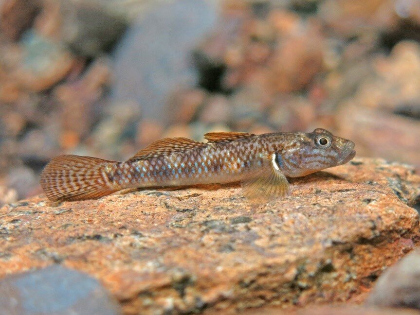 photo of Two new species of freshwater goby fish discovered in the Philippines image